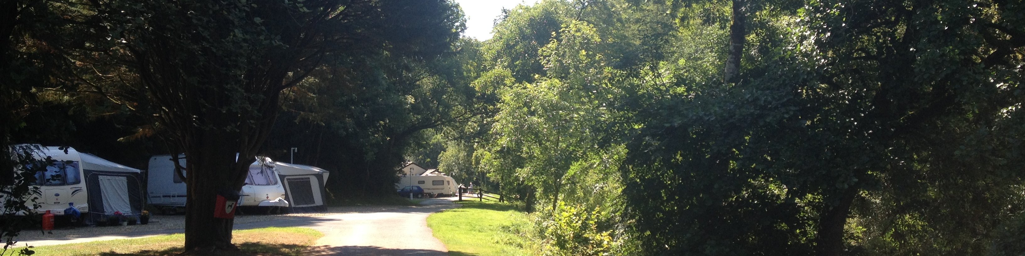 Trees around the far meadow